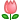 チューリップ